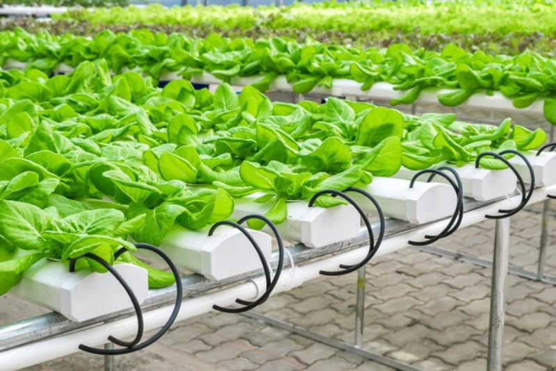hydroponic