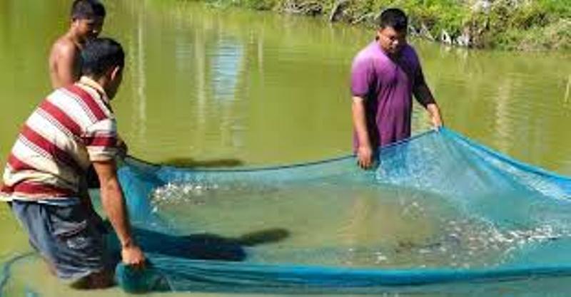 fish palan
