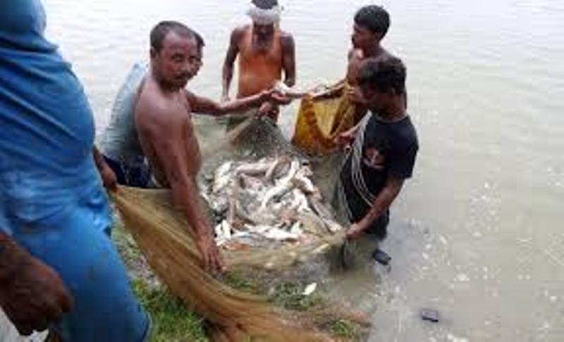 fish