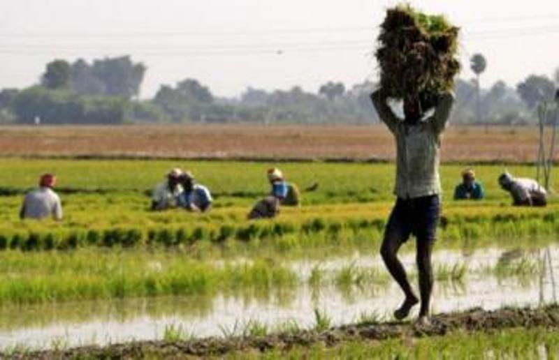 kisan