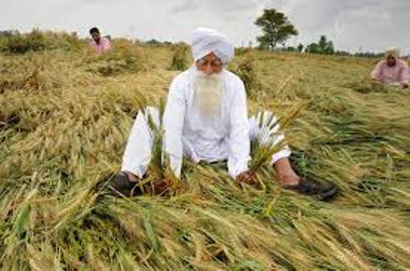 farmer