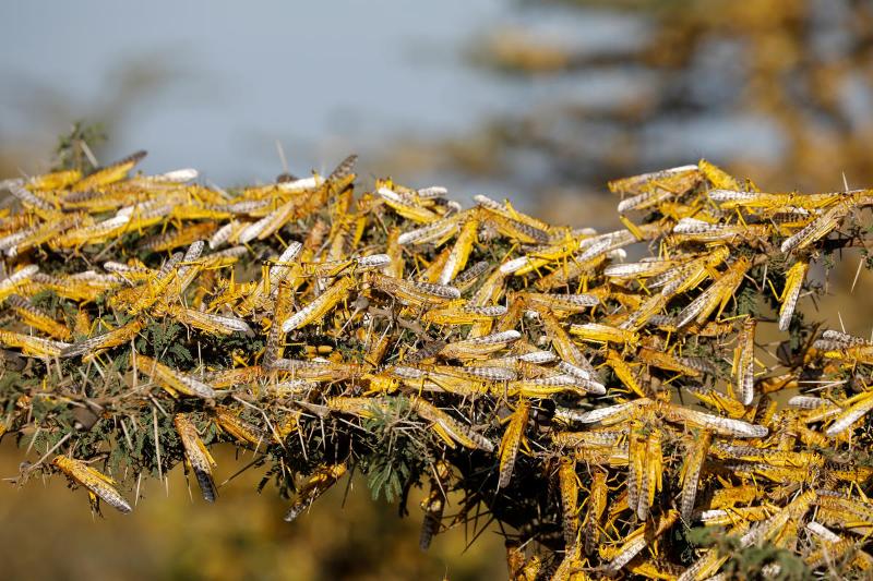 tidi