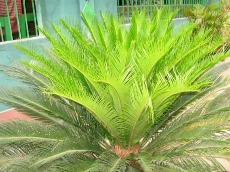 Cycad