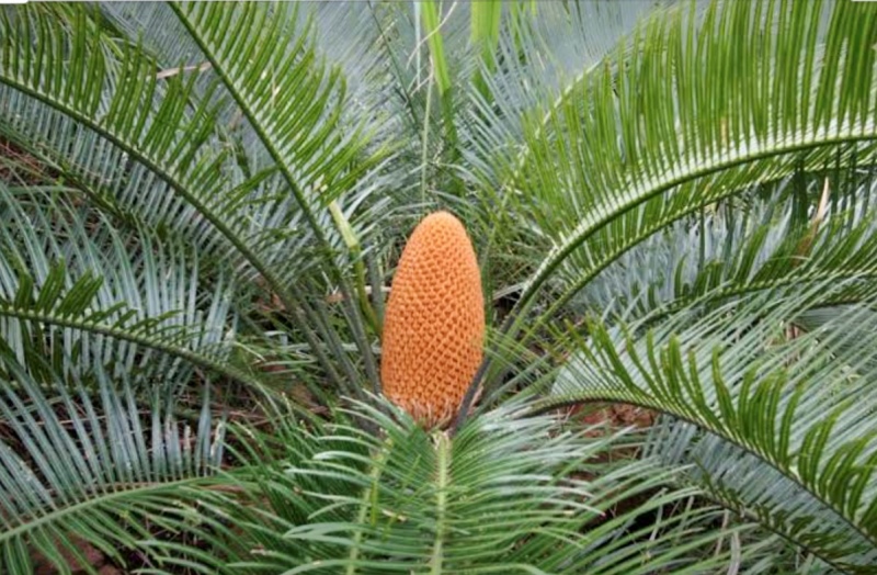 Cycad farming