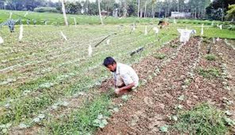 farmer