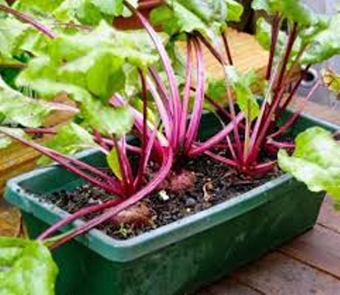 beetroot
