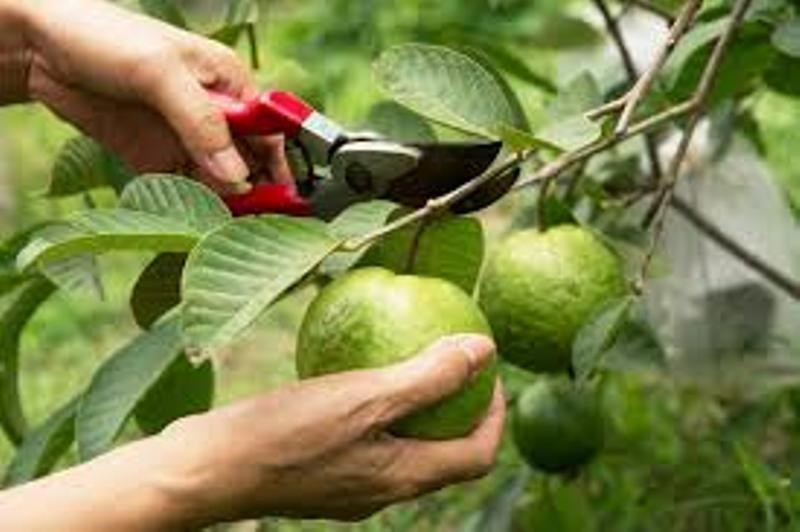 guava