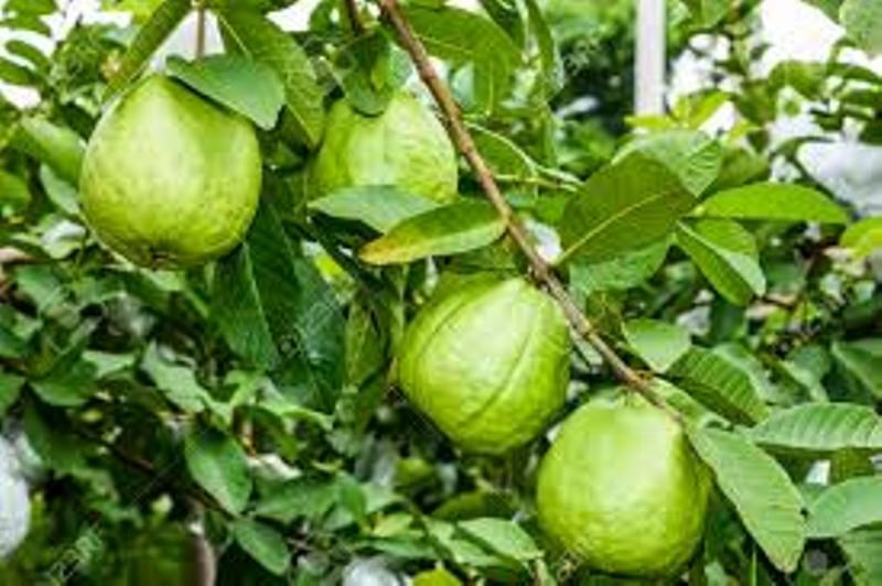 guava