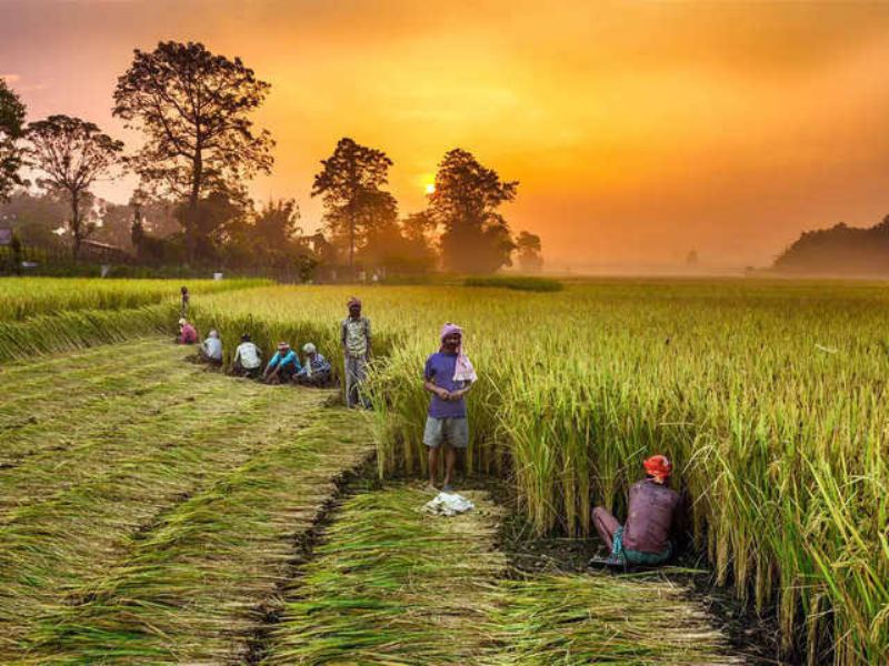 farmer