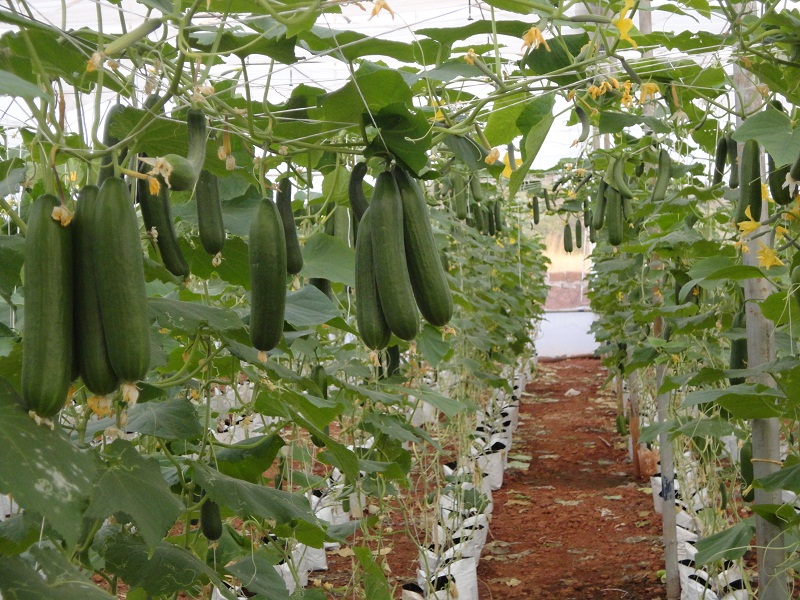 Cucumber
