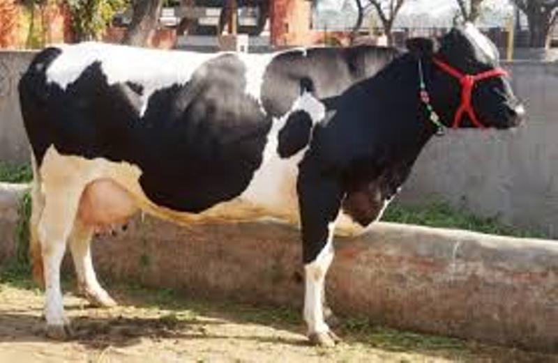 jarshi cow