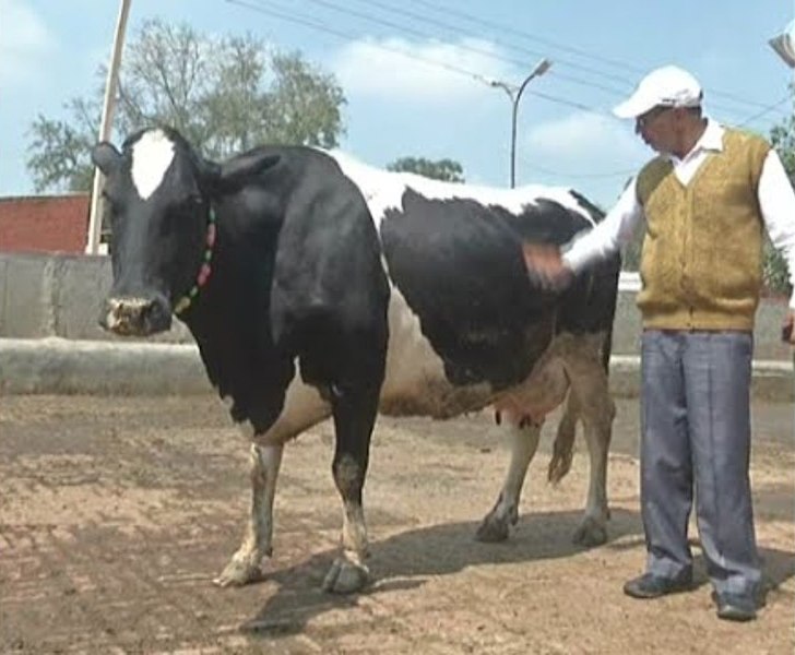 cow