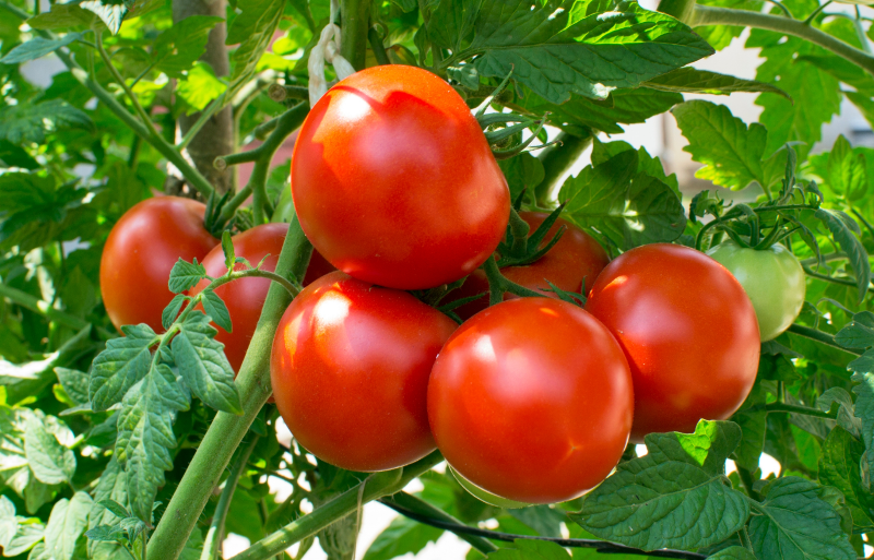 tamatar
