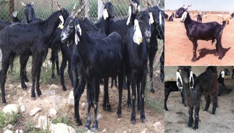 bakri
