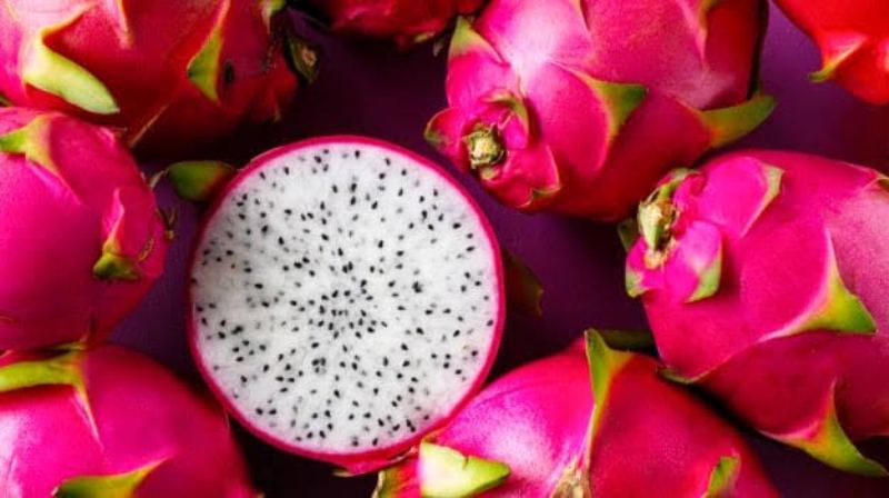Dragon fruit cultivation