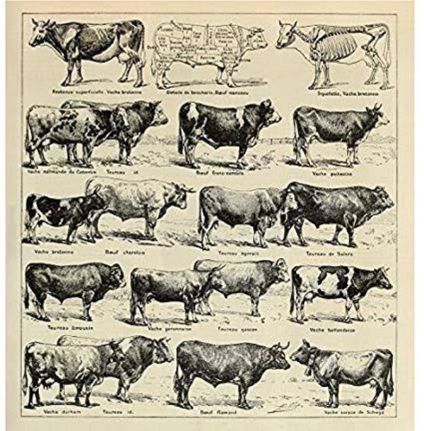 cow breeds