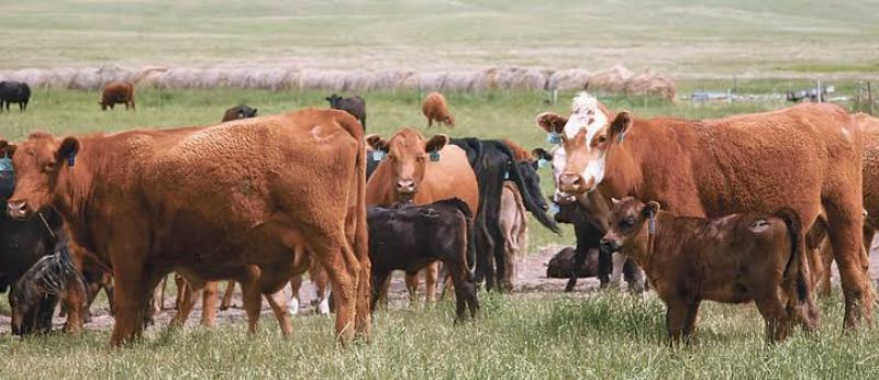 cow