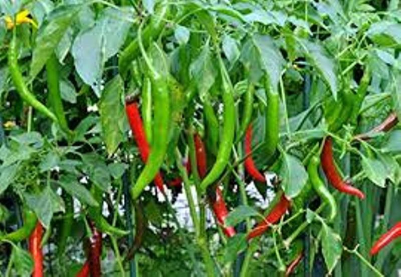 mirchi