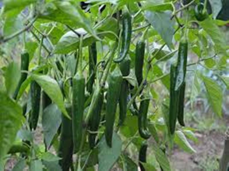 Chili farming