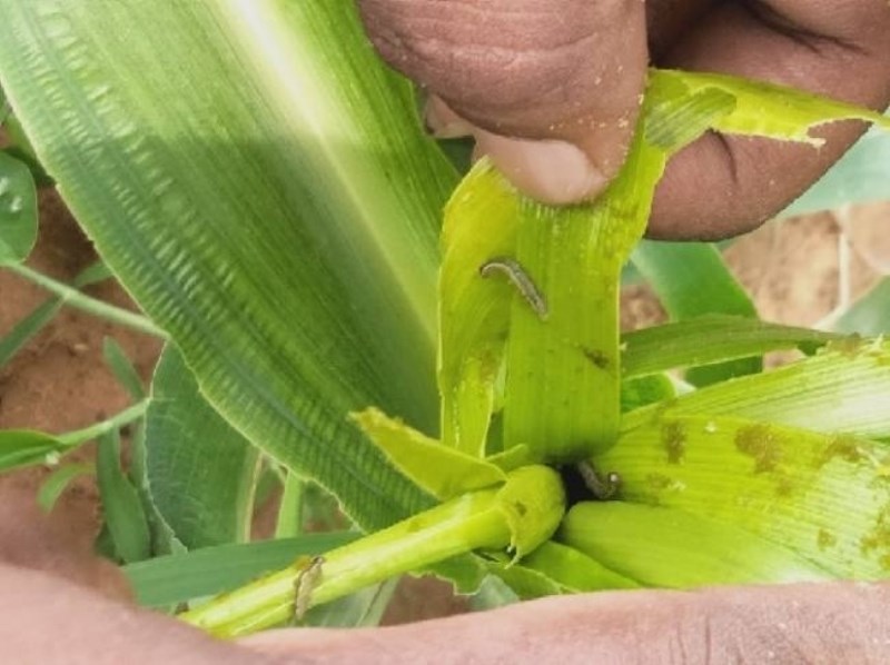 fall army worm