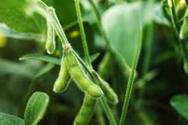 Soybean Sowing