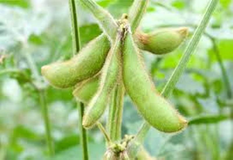 Soybean cultivation