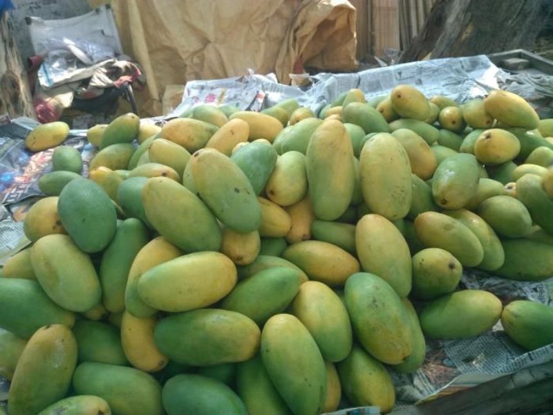 Mango