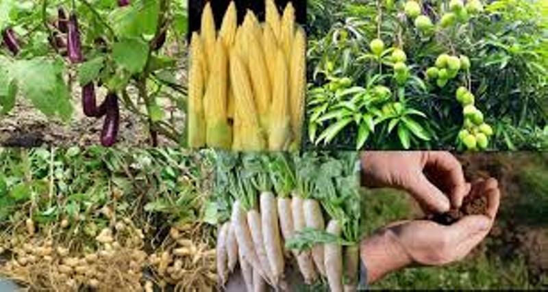 kheti