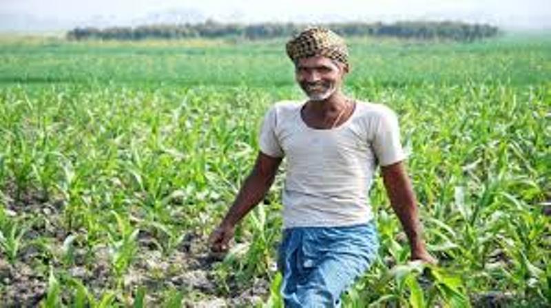 kisan