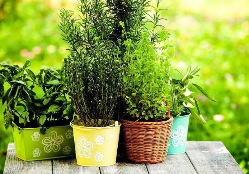 Indoor plants