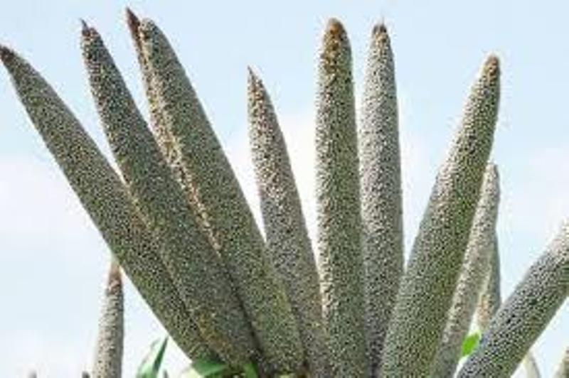 millet