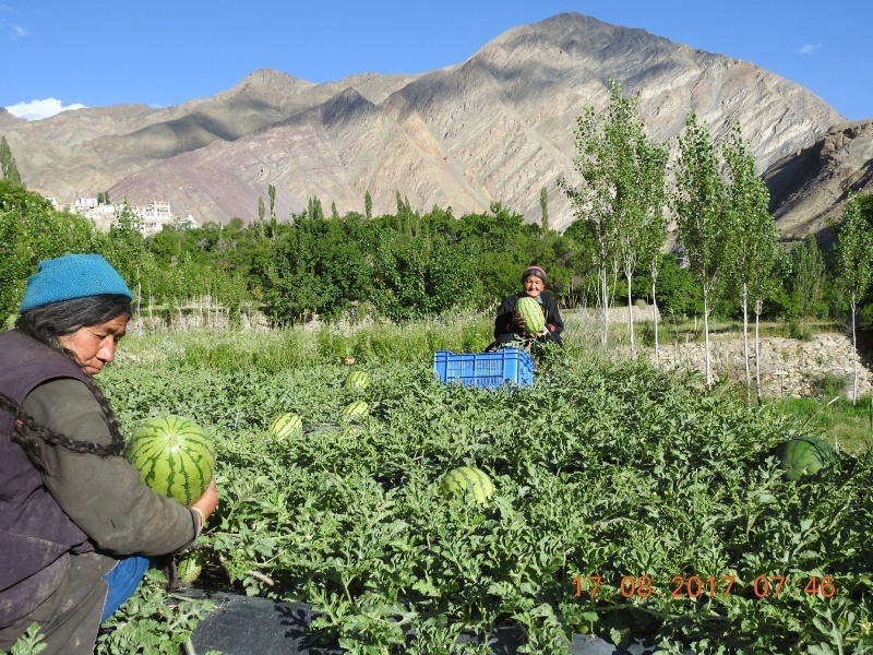 organic farming