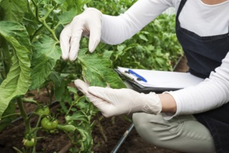 agriculture
