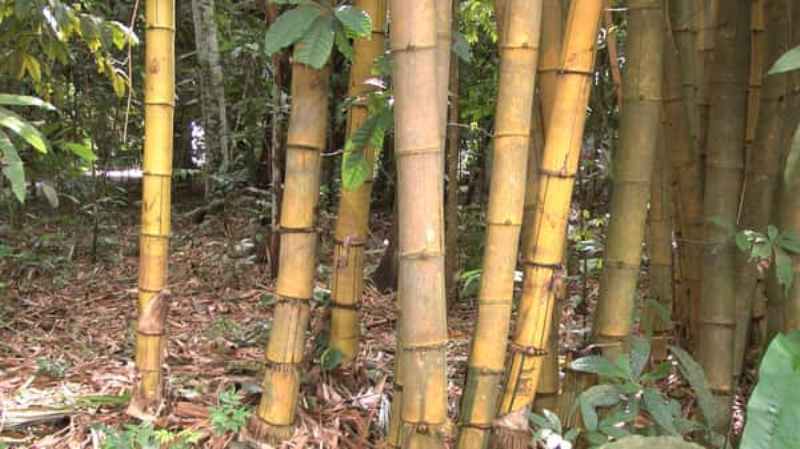 bamboo water