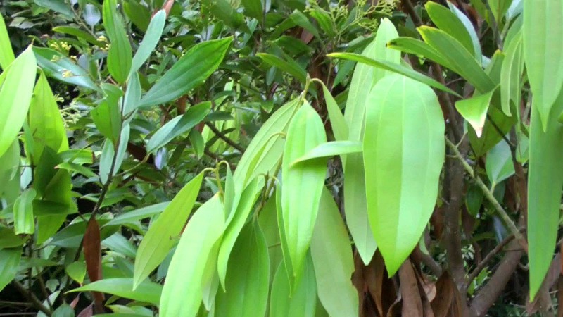 bay leaf and health