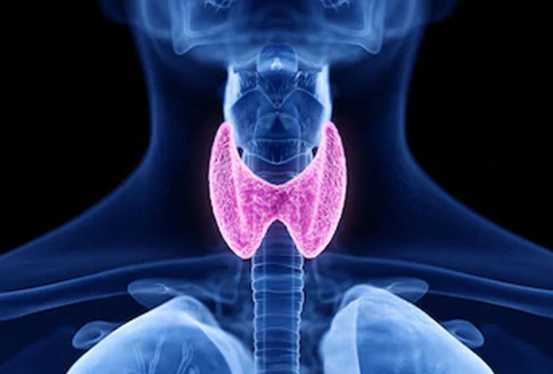 thyroid