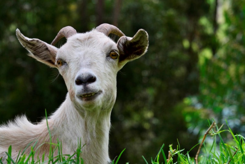 Goat