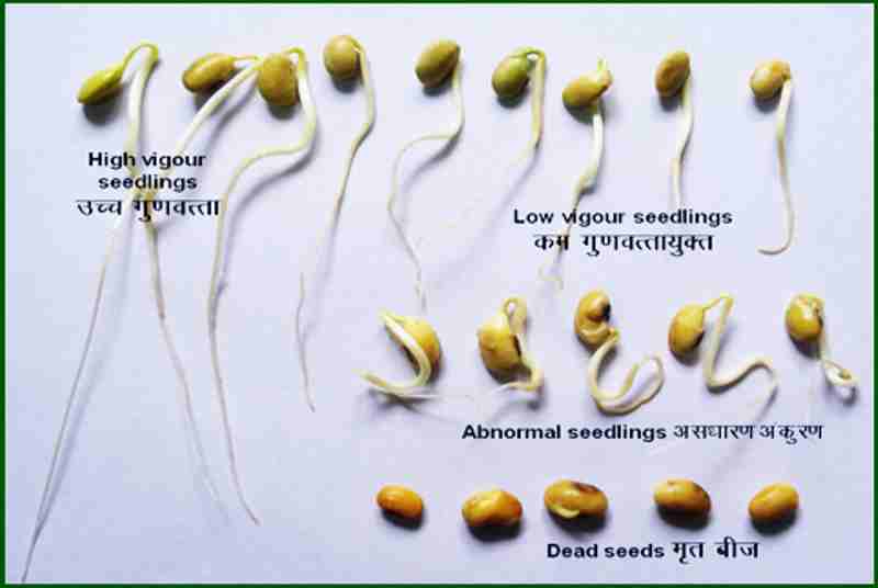 Seeds