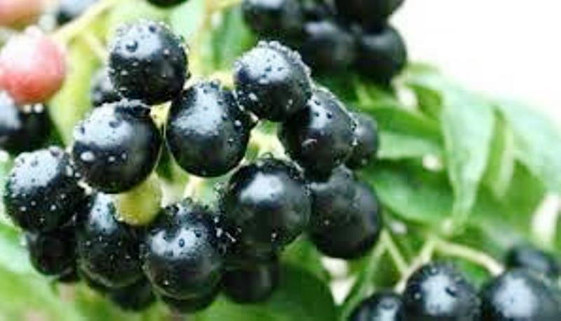berry tree