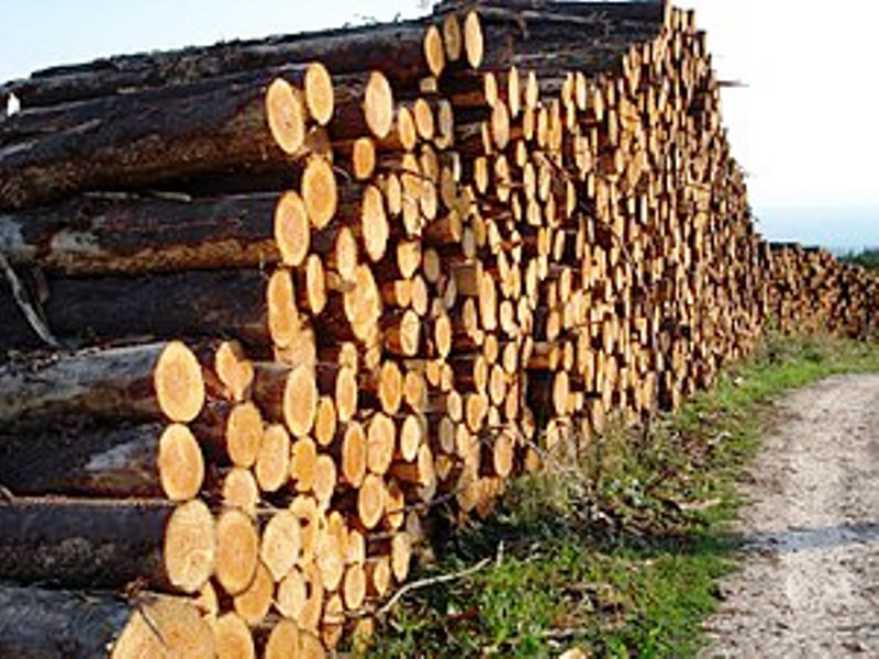 berries use wood