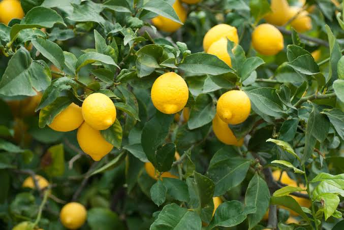 lemon Man