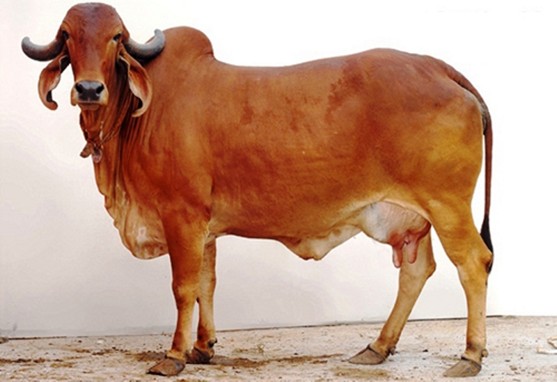 Desi Cow