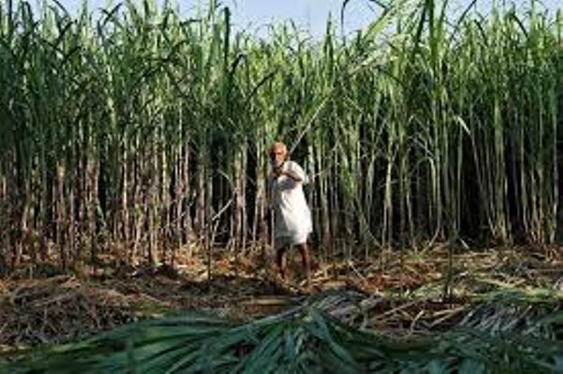sugar cane