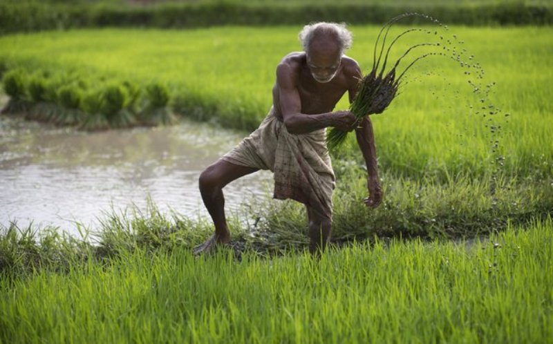 farmer