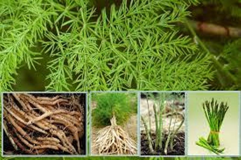 Medicinal Plants