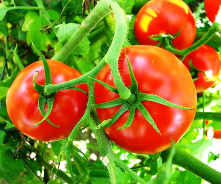 tomato Farming