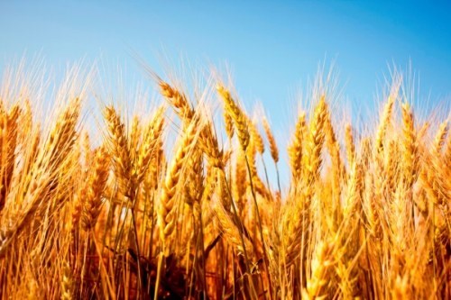 wheat