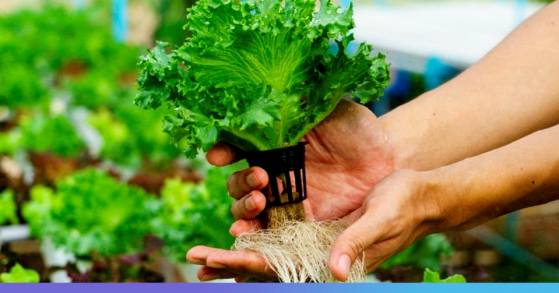 hydroponic