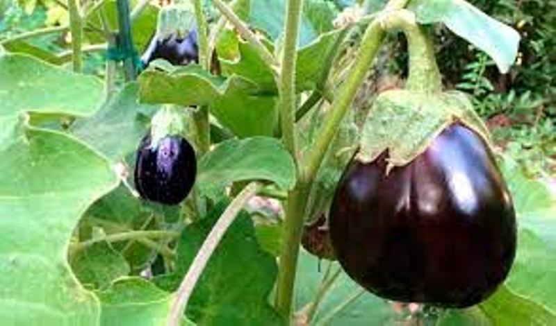 brinjal
