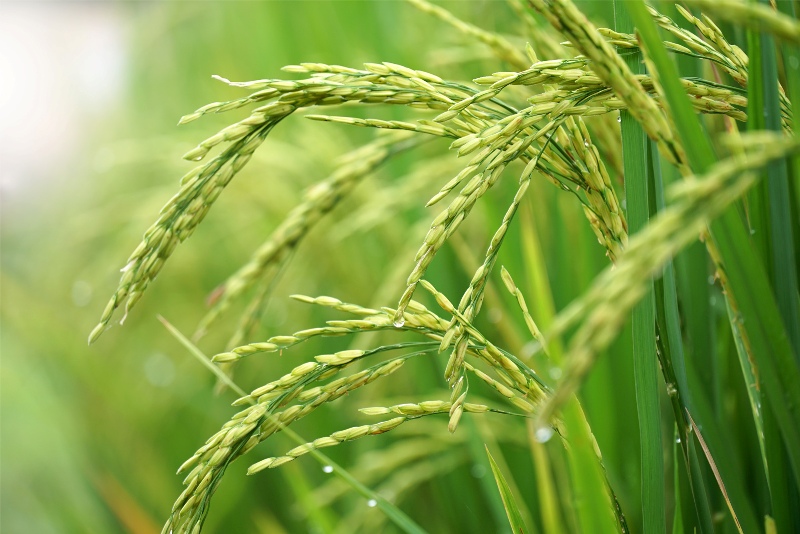 Rice